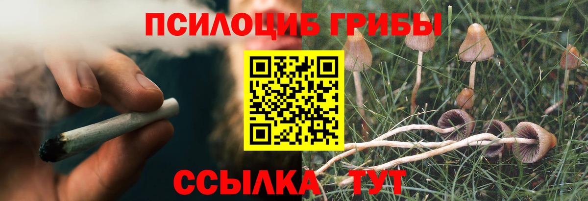 Псилоцибиновые грибы Psilocybe Будённовск